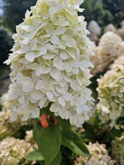 Гортензия метельчатая Меджикал Кэндл (Magical Candle)