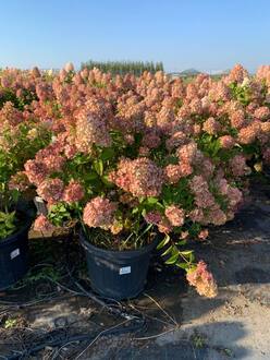 Гортензия метельчатая Меджикал Кэндл (Magical Candle)