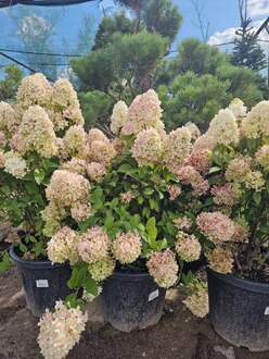 Гортензия метельчатая Меджикал Кэндл (Magical Candle)