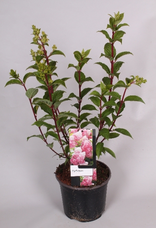 Гортензия метельчатая Ванилла Фрайз (Vanille Fraise)