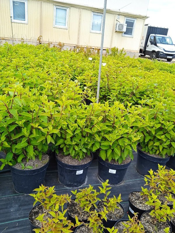 Гортензия метельчатая Ванилла Фрайз (Vanille Fraise)