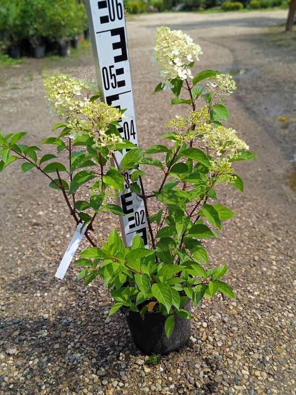 Гортензия метельчатая Ванилла Фрайз (Vanille Fraise)