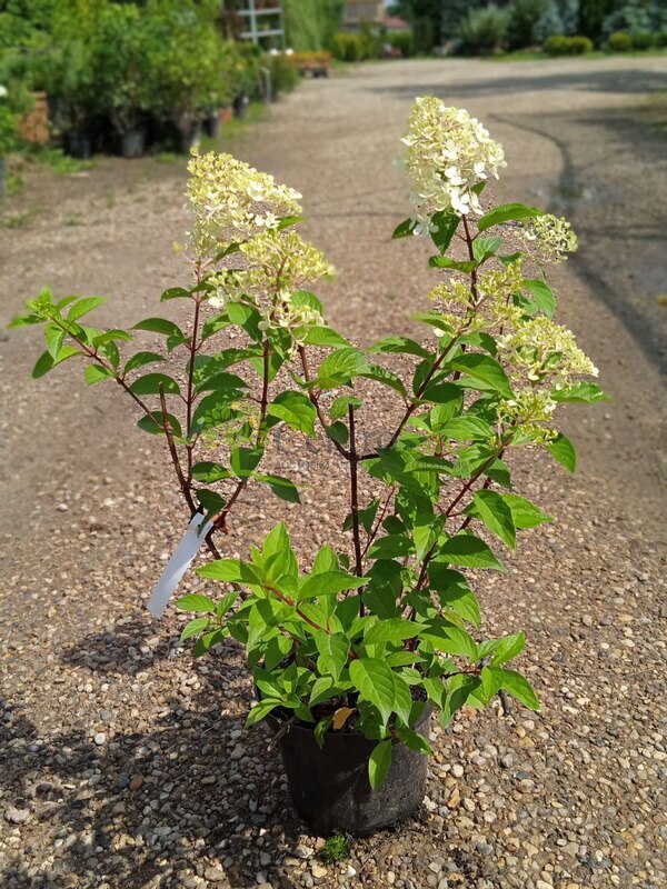 Гортензия метельчатая Ванилла Фрайз (Vanille Fraise)