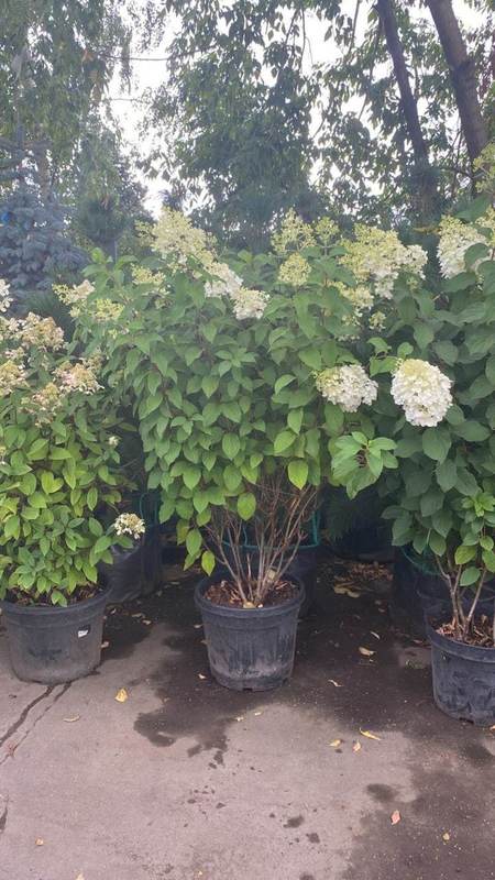 Гортензия метельчатая Ванилла Фрайз (Vanille Fraise)