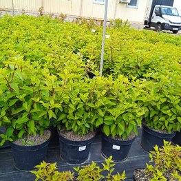 Гортензия метельчатая Ванилла Фрайз (Vanille Fraise)