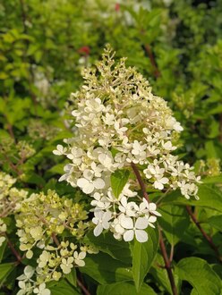 Гортензия метельчатая Ванилла Фрайз (Vanille Fraise)