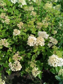 Гортензия метельчатая Ванилла Фрайз (Vanille Fraise)