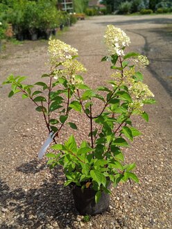 Гортензия метельчатая Ванилла Фрайз (Vanille Fraise)