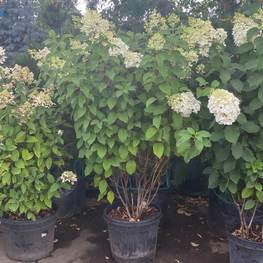 Гортензия метельчатая Ванилла Фрайз (Vanille Fraise)