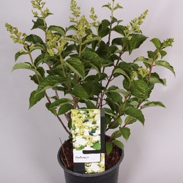 Гортензия метельчатая Вайт Леди (White Lady)