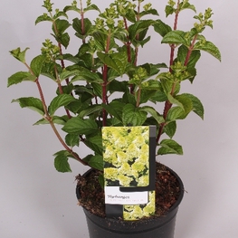 Гортензия метельчатая Сильвер Доллар (Silver Dollar)