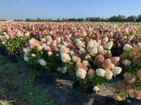 Гортензия метельчатая Сильвер Доллар (Silver Dollar)