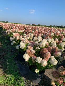 Гортензия метельчатая Сильвер Доллар (Silver Dollar)