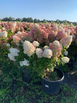 Гортензия метельчатая Сильвер Доллар (Silver Dollar)