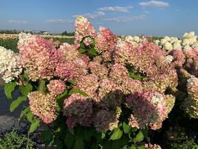 Гортензия метельчатая Сильвер Доллар (Silver Dollar)