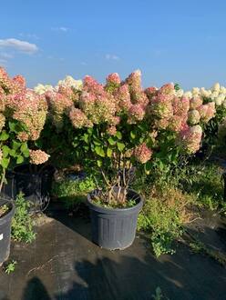 Гортензия метельчатая Сильвер Доллар (Silver Dollar)