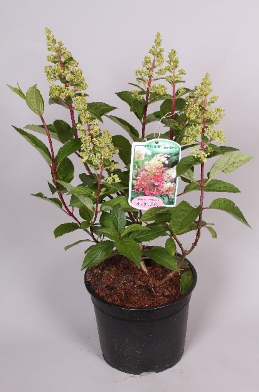 Гортензия метельчатая Пинки Винки (Pinky Winky)