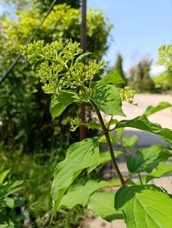 Гортензия метельчатая Фантом (Phantom)