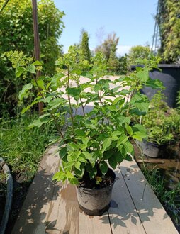 Гортензия метельчатая Фантом (Phantom)