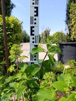 Гортензия метельчатая Фантом (Phantom)