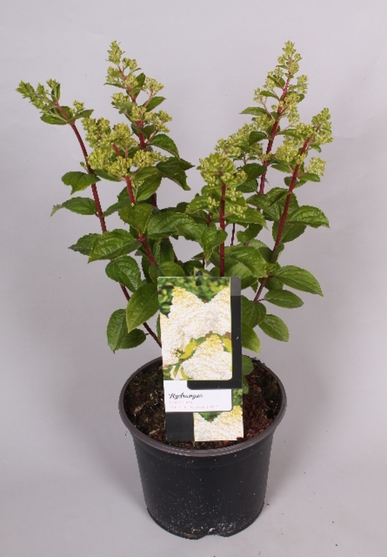 Гортензия метельчатая Меджикал Мунлайт (Magical Moonlight)