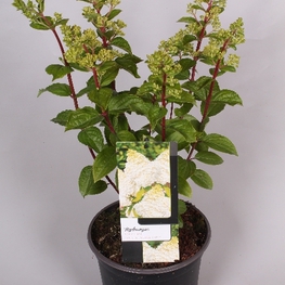 Гортензия метельчатая Меджикал Мунлайт (Magical Moonlight)