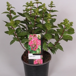 Гортензия метельчатая Мэджик Файер (Magic Fire)