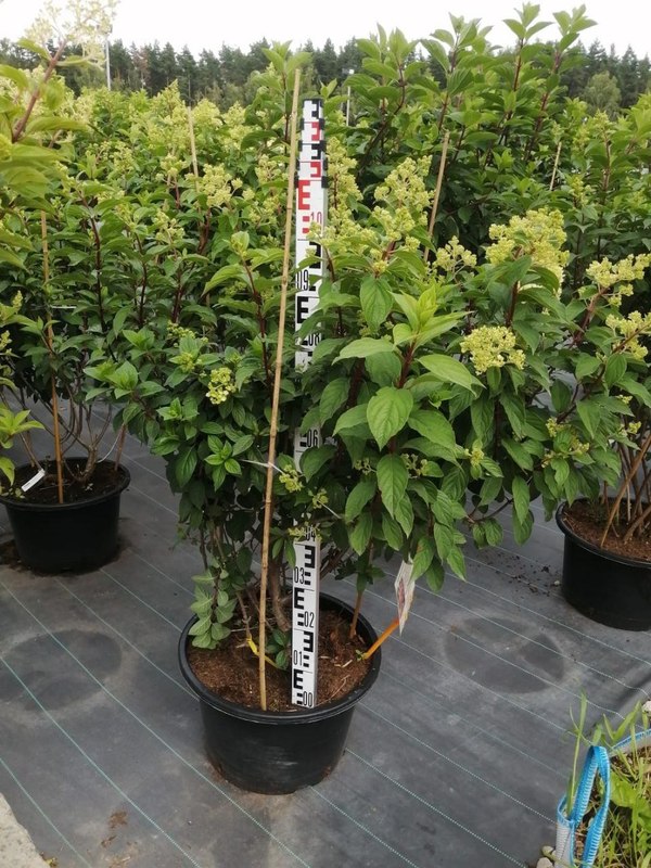 Гортензия метельчатая Сандей Фрайз (Sundae Fraise)