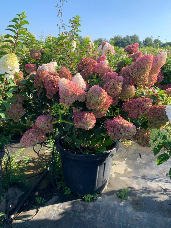 Гортензия метельчатая Сандей Фрайз (Sundae Fraise)