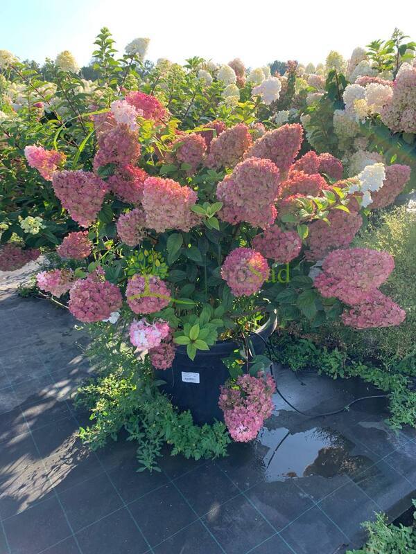 Гортензия метельчатая Сандей Фрайз (Sundae Fraise)