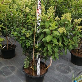 Гортензия метельчатая Сандей Фрайз (Sundae Fraise)