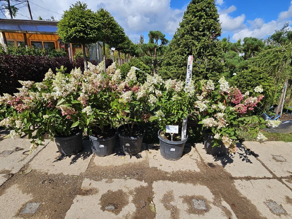 Гортензия метельчатая Кандллайт (Candlelight)