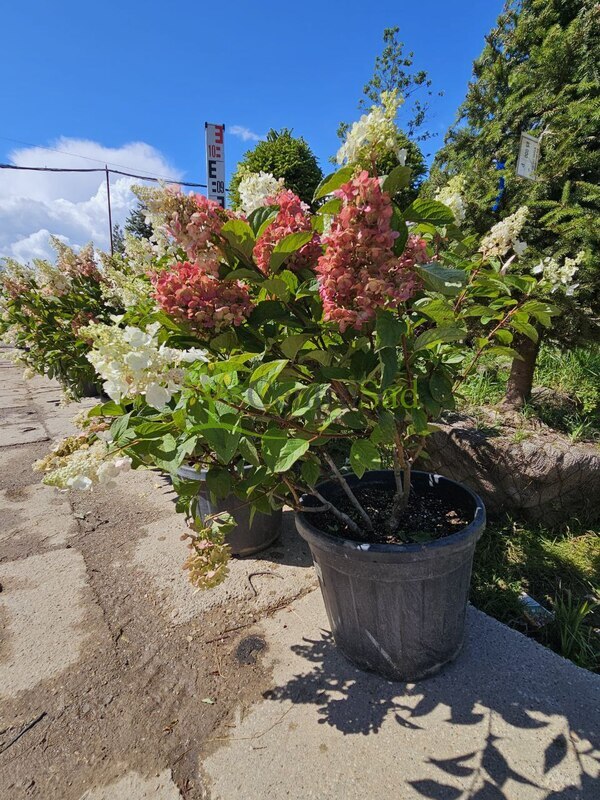 Гортензия метельчатая Кандллайт (Candlelight)