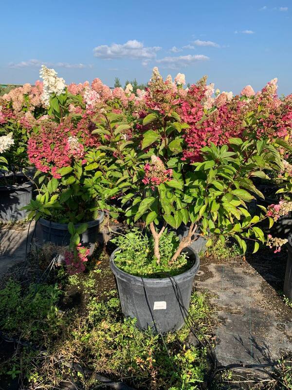 Гортензия метельчатая Кандллайт (Candlelight)