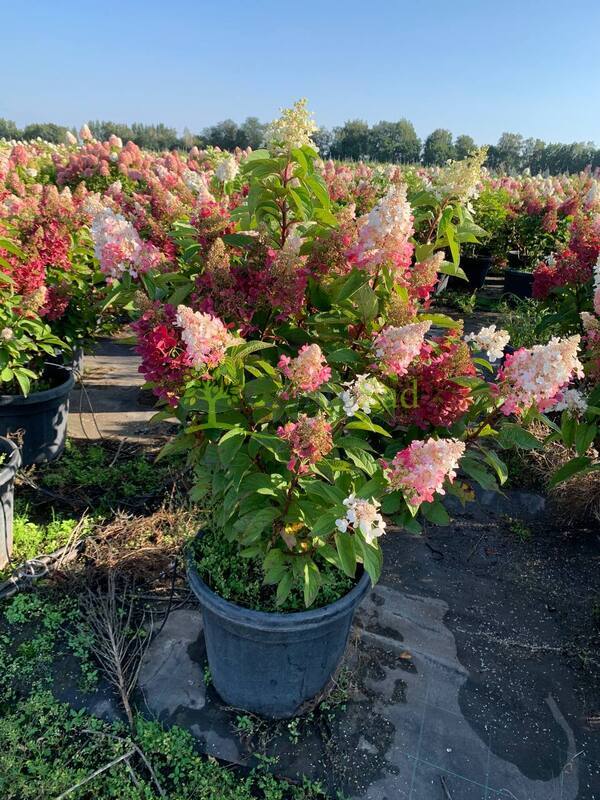 Гортензия метельчатая Кандллайт (Candlelight)