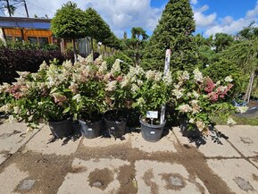 Гортензия метельчатая Кандллайт (Candlelight)