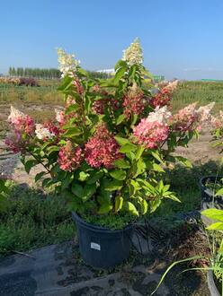 Гортензия метельчатая Кандллайт (Candlelight)