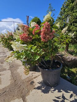 Гортензия метельчатая Кандллайт (Candlelight)