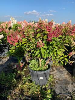 Гортензия метельчатая Кандллайт (Candlelight)