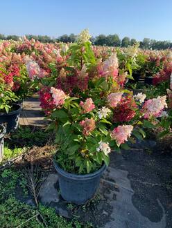 Гортензия метельчатая Кандллайт (Candlelight)