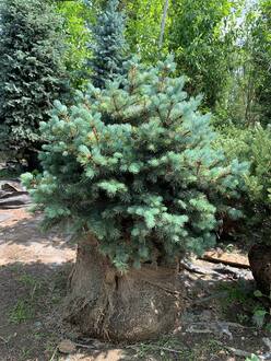 Ель колючая Биалобок (Bialobok)