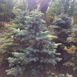 Ель колючая Биалобок (Bialobok)