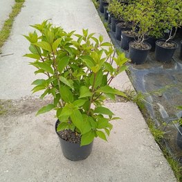 Гортензия метельчатая Киушу (Kyushy)