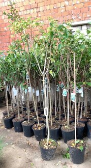 Гортензия метельчатая Киушу (Kyushy)