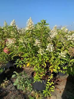 Гортензия метельчатая Киушу (Kyushy)