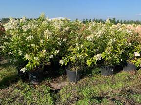 Гортензия метельчатая Киушу (Kyushy)