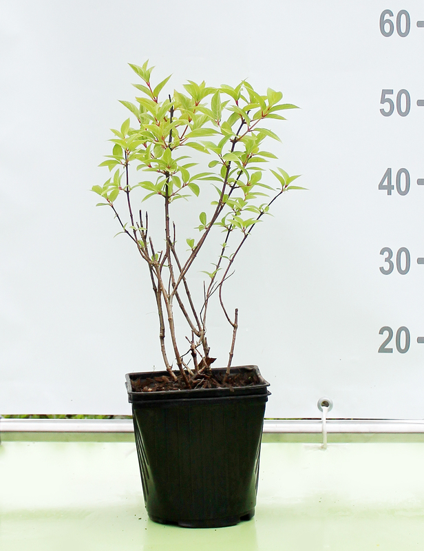 Гортензия метельчатая Полар Бир (Polar Bear)