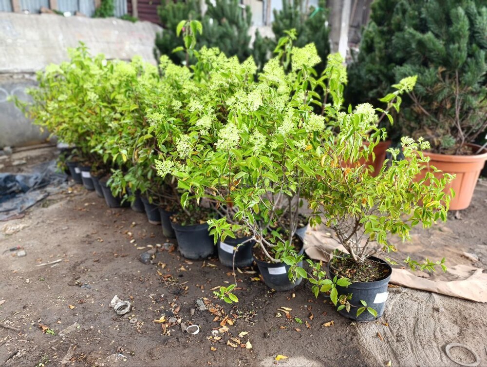 Гортензия метельчатая Полар Бир (Polar Bear)