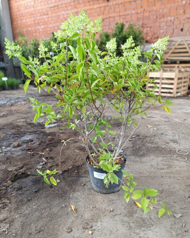 Гортензия метельчатая Полар Бир (Polar Bear)