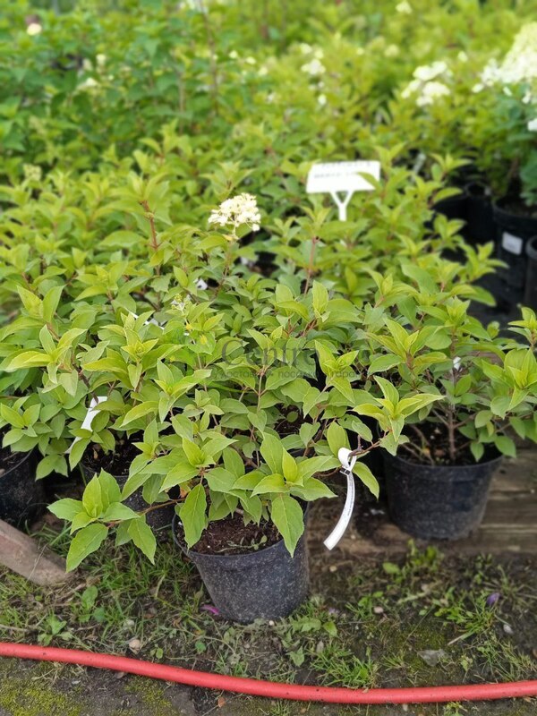 Гортензия метельчатая Полар Бир (Polar Bear)